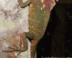 Corytophanes cristatus