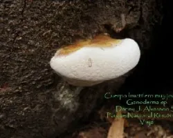 Ganoderma sp