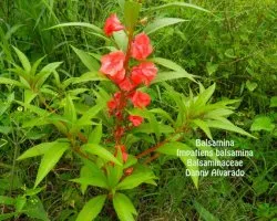 Impatiens balsamina