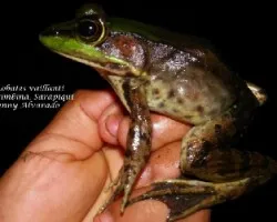 Lithobates vaillanti