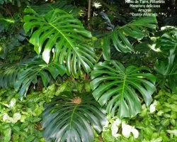 Monstera deliciosa