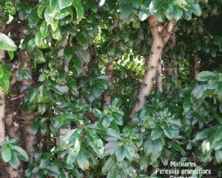 Pereskia grandiflora