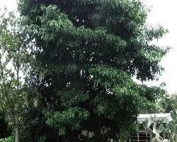 Stemmadenia litoralis