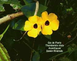 Thumbergia alata