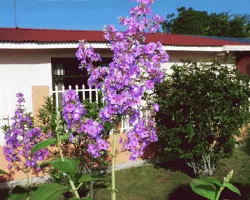 Tibouchina semidecandra