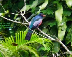 Trogon massena