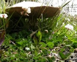 Tylopilus cartagoensis