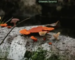 Pycnoporus sanguineus