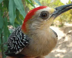 Melanerpes rubricapillus