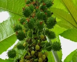 Ricinus communis