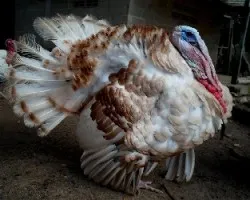 Meleagris gallopavo