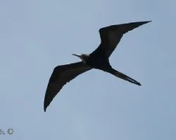 Fregata magnificens