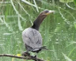 Phalacrocorax brasilianus