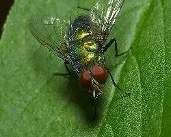 Mosca verde con abolladura