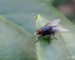 Mosca