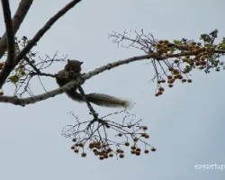  Callosciurus erythraeus