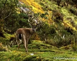 Odocoileus virginianus