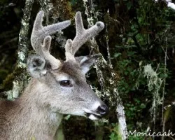 Odocoileus virginianus