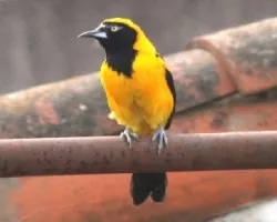 Icterus icterus