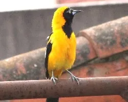 Icterus icterus