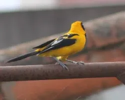 Icterus icterus