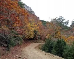 Camino en otoño