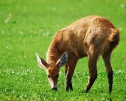 Blastocerus dichotomus