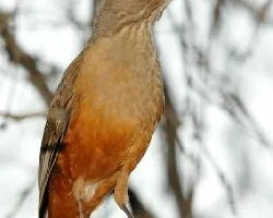 Turdus rufiventris