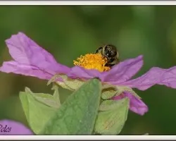 Mirandote a los ojos