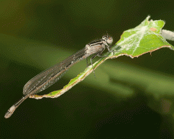 Caballito del diablo orden odonata suborden  zigópteros (zygoptera)