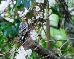 Melanerpes hoffmannii