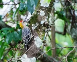 Melanerpes hoffmannii