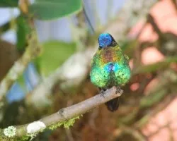 Panterpe insignis