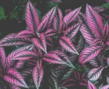 Luto por don josé enrique - maestro