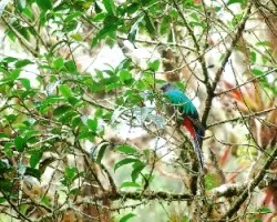 Pharomachrus mocinno