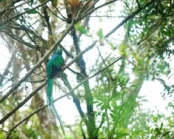 Pharomachrus mocinno