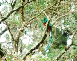 Pharomachrus mocinno