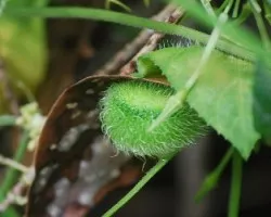 Diente de leon y chanchito