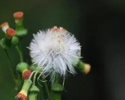 Diente de leon y chanchito