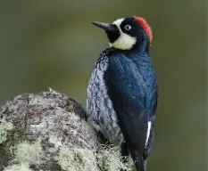 Melanerpes formicivorus