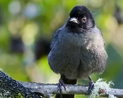 Pselliophorus tibialis