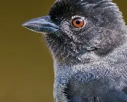 Pselliophorus tibialis