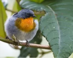 Oreothlypis gutturalis