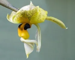 Stanhopea sp