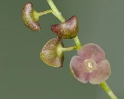 Stelis sp