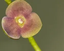 Stelis sp