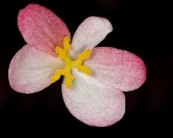 Begonia sp