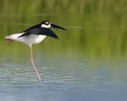 Himantopus mexicanus