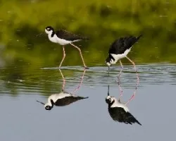 En memoria de don josé enrique laurent