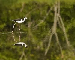 Himantopus mexicanus
